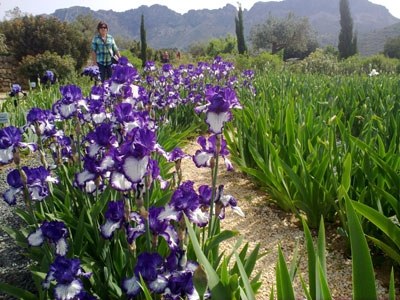 Lirios de Mayo
