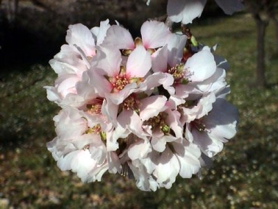 FLOR OLEO flor oleo: