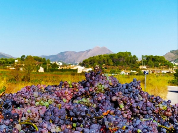 Guia de viaje de Alcalal