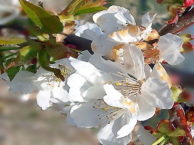  Disfruta la ruta de los cerezos en flor 