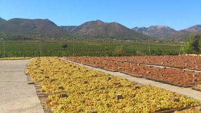 Mistela Vall de Xal Gir