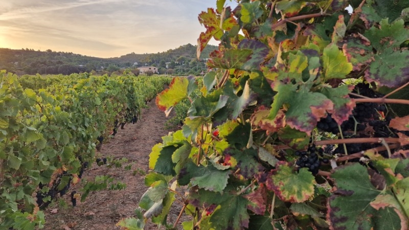 El proceso de elaboracin del vino en la vendimia