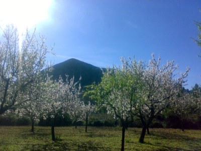  Aromas de Flor de Almendro 