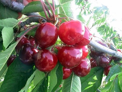 Cerezas en Vall de Laguar