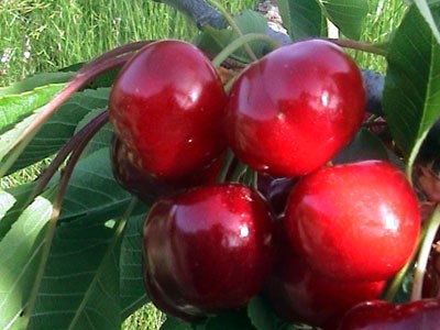  Cerezas en Vall de Laguar 