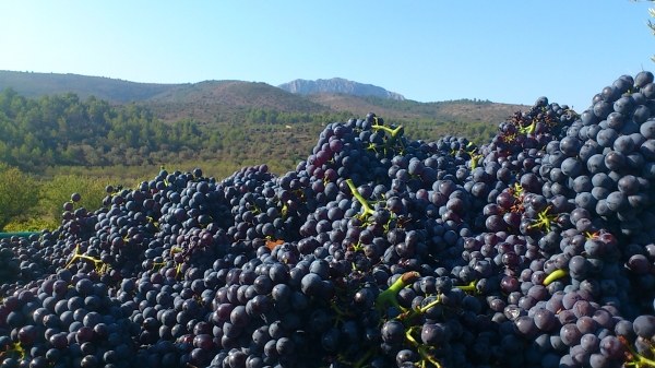 Fiestas de la Vendimia Vall de Xal