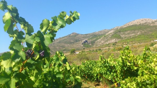 Vinos de Vall de Xal