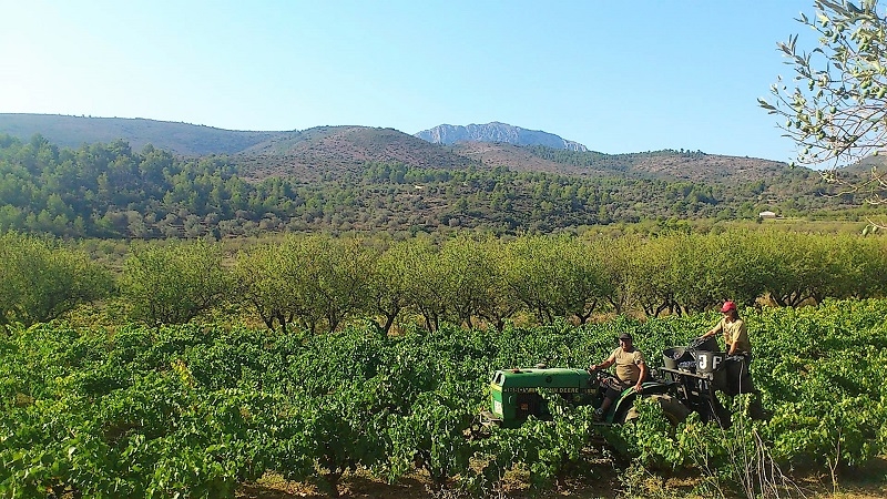 La Experiencia de la Vendimia