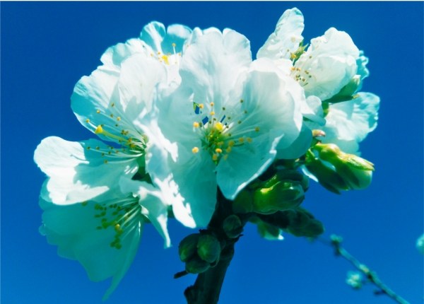Cerezos en Flor Marina Alta
