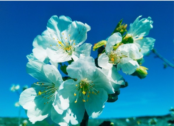 Ruta de los Cerezos en Flor en la Vall de Gallinera