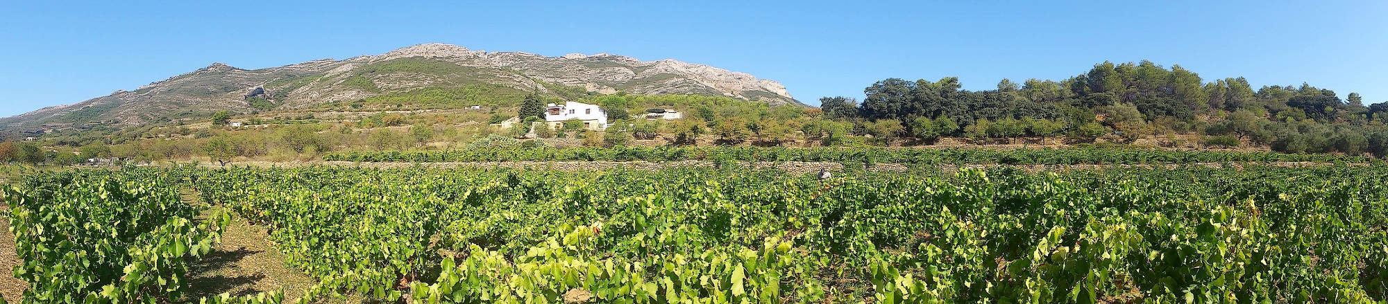 Bodegas Xalo